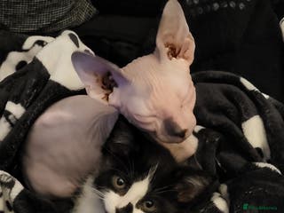Mixed Breed cats 2 Male Kittens (Sphynx and Tuxedo) - Advert 10