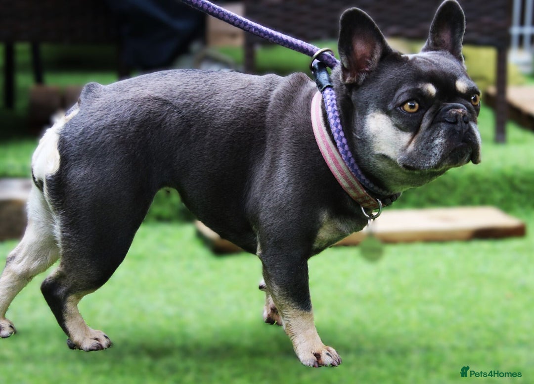 French Bulldog dogs for sale: Malee the French Bulldog - Image 3