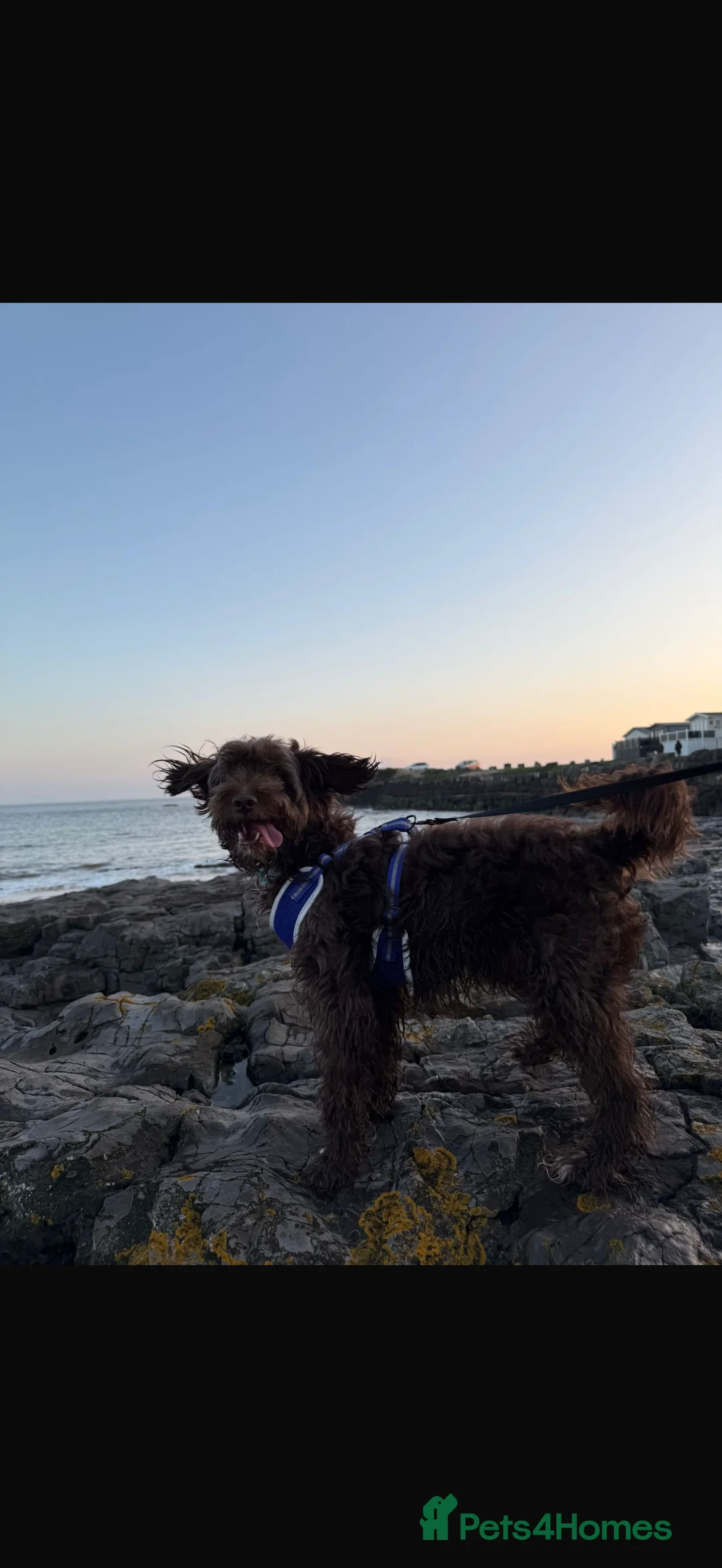 Cockapoo dogs for stud: Cockapoo chocolate for stud - Advert 1