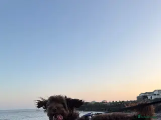 Cockapoo dogs Cockapoo chocolate for stud - Advert 9