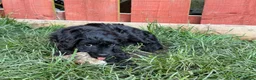 Jackapoo dogs for sale: 2 female Jackapoos - Advert 4