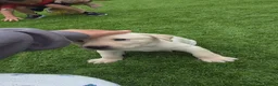 Labrador Retriever dogs for sale: 3 Beautiful Labs for sale 2x Boys 1x Girls  - Advert 5