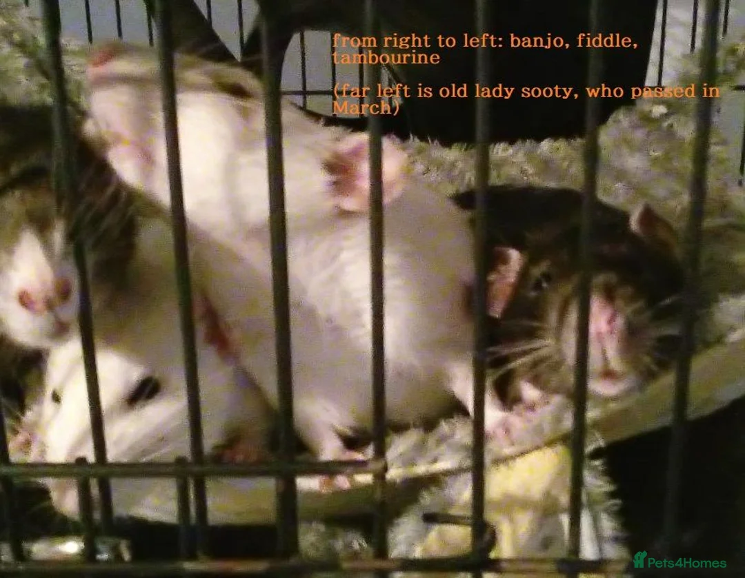 Rat rodents for sale: 3 beautiful rats  - Advert 1