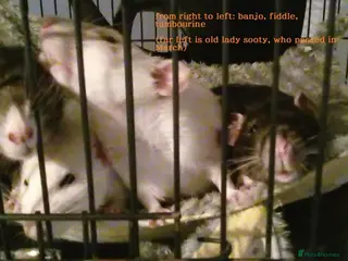 Rat rodents 3 beautiful rats - Advert 1