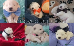 Samoyed dogs for sale: pending litter. we accept a reservation now  - Image 3
