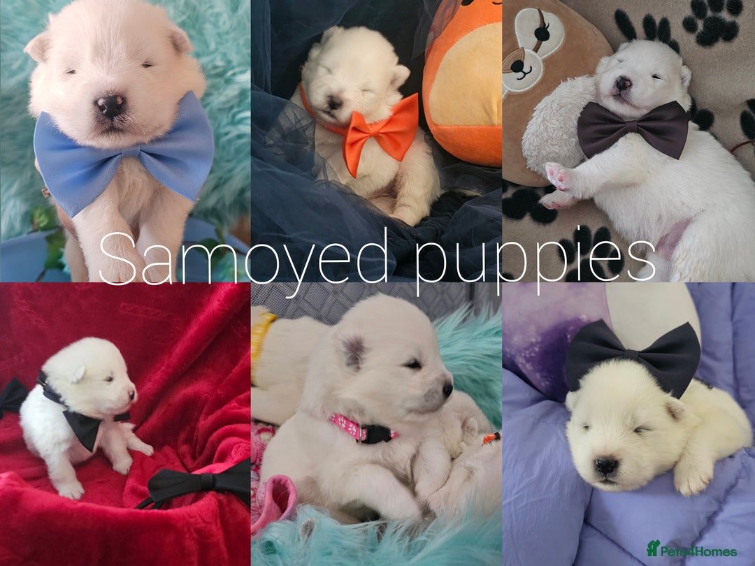Samoyed dogs for sale: pending litter. we accept a reservation now  - Image 3