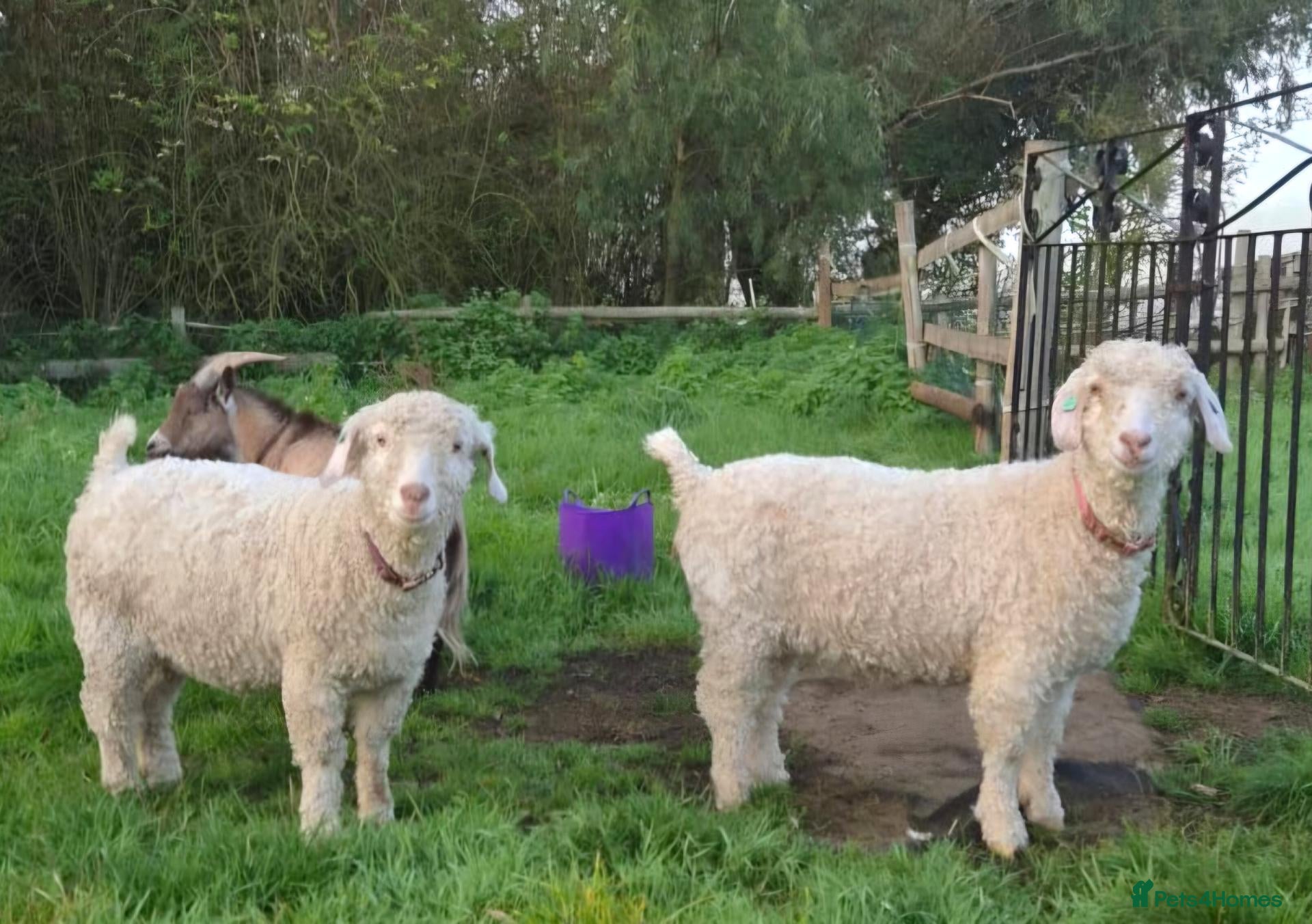Goats livestock Angora goats  - Advert 1