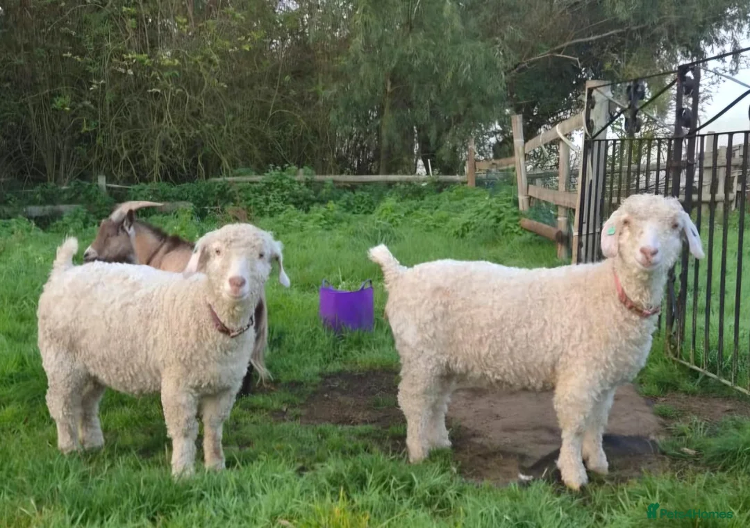 Goats livestock for sale: Angora goats  - Advert 1