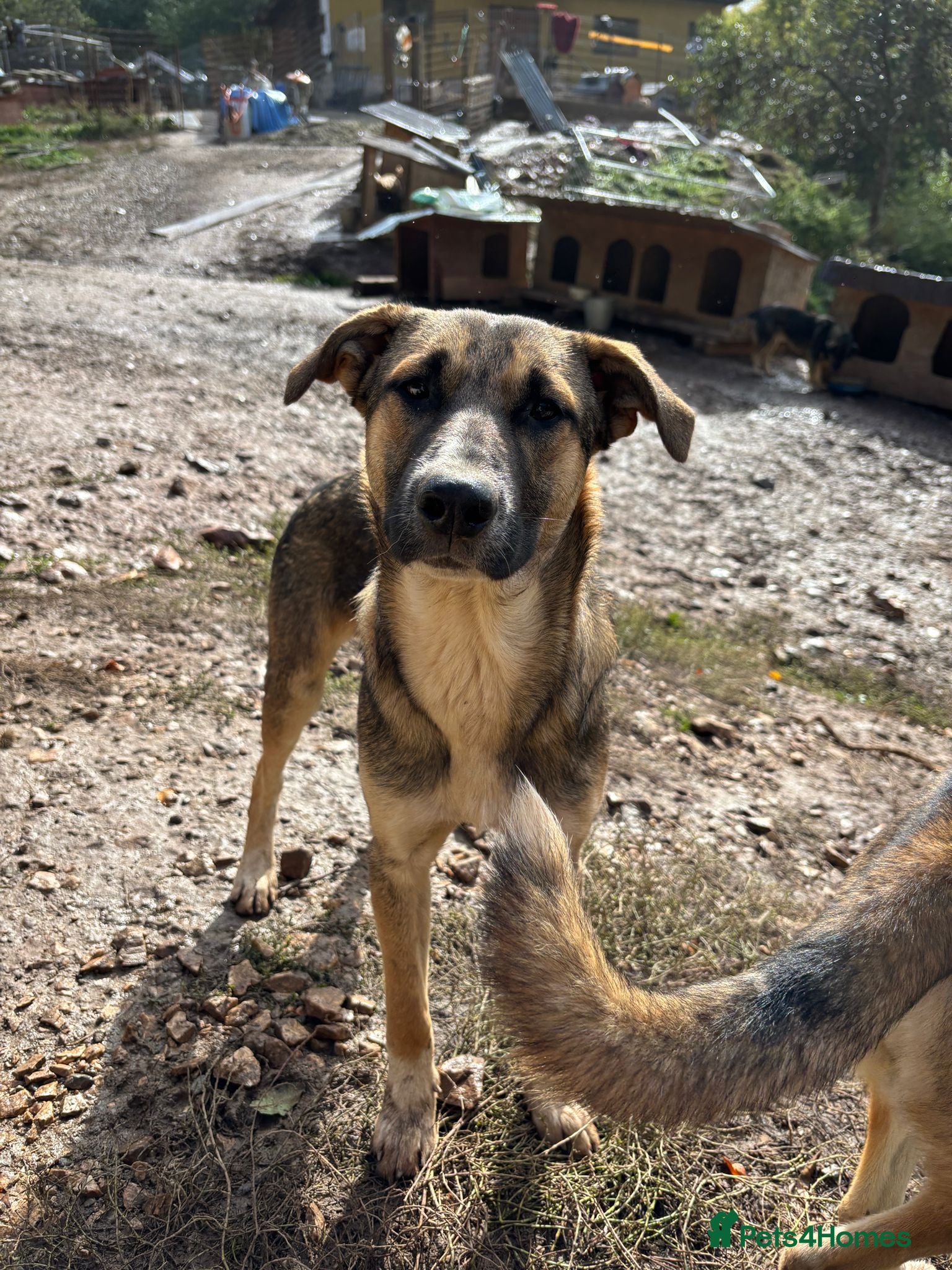 Mixed Breed dogs Mac is looking for a family with another dog! - Advert 20