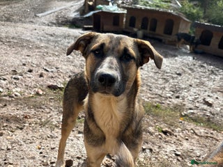 Mixed Breed dogs Mac is looking for a family with another dog! - Advert 14