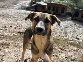 Mixed Breed dogs Mac is looking for a family with another dog! - Advert 2