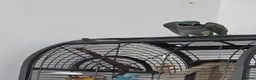 Parrots birds for sale: Derbyan for sale  in Derby - Advert 2