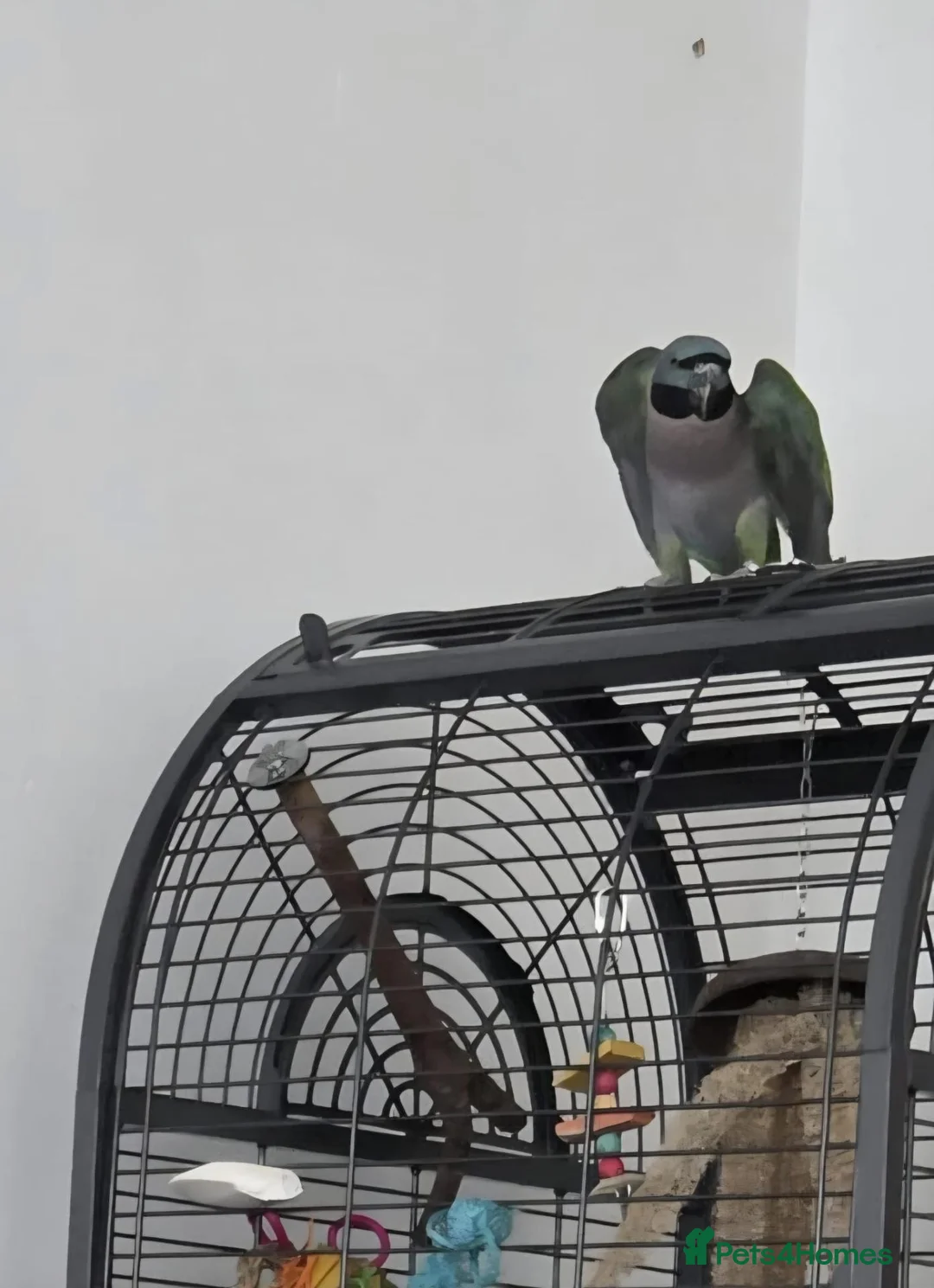 Parrots birds for sale: Derbyan for sale  in Derby - Advert 2