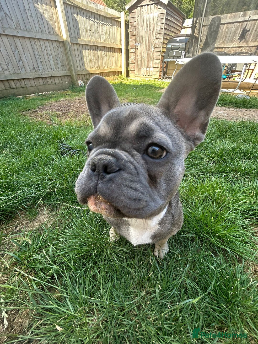 French Bulldog dogs for sale: Luna a 6 month old French bulldog puppy  - Image 8