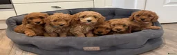 Cavapoo dogs for sale: Cavapoos Extensive DNA & Heart tested - Advert 10