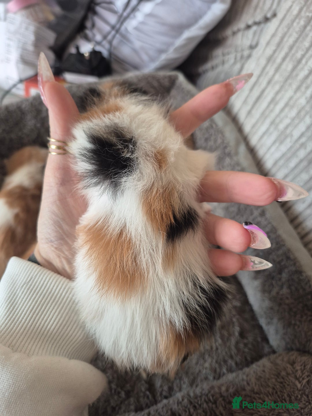 Maine Coon cats for sale: Beautiful Maine Coon Floofs - Image 12