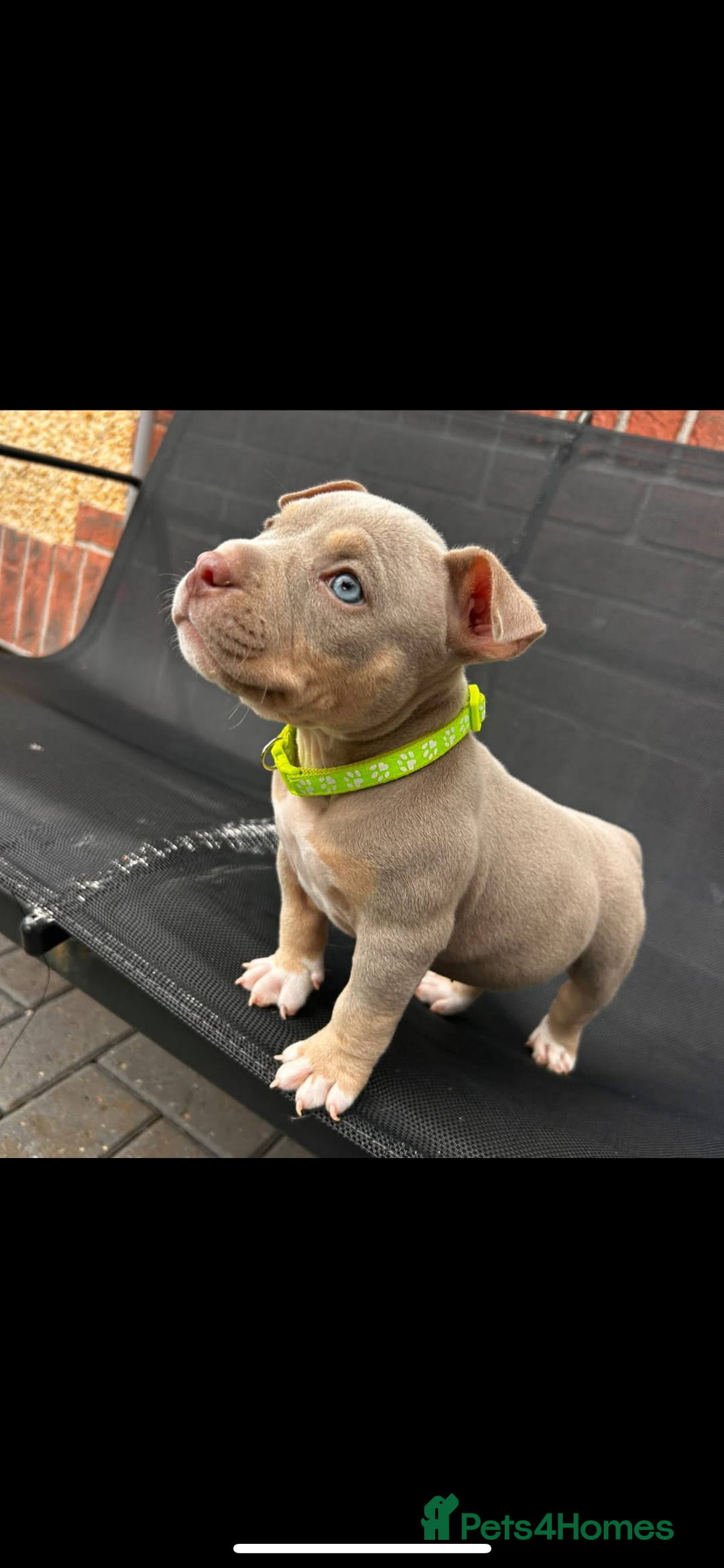 American Bully dogs for sale: Pocket bully female  - Image 4