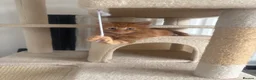 Mixed Breed cats for sale: Beautiful Bengal Mix Kittens Ready to go🐾 - Advert 17
