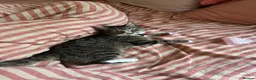 Mixed Breed cats for sale: cute size cat looking for new home - Advert 6