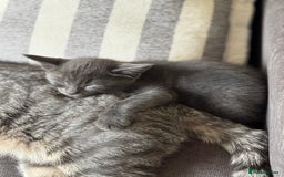Domestic Shorthair cats for sale: Beautiful girl kittens available - Image 15