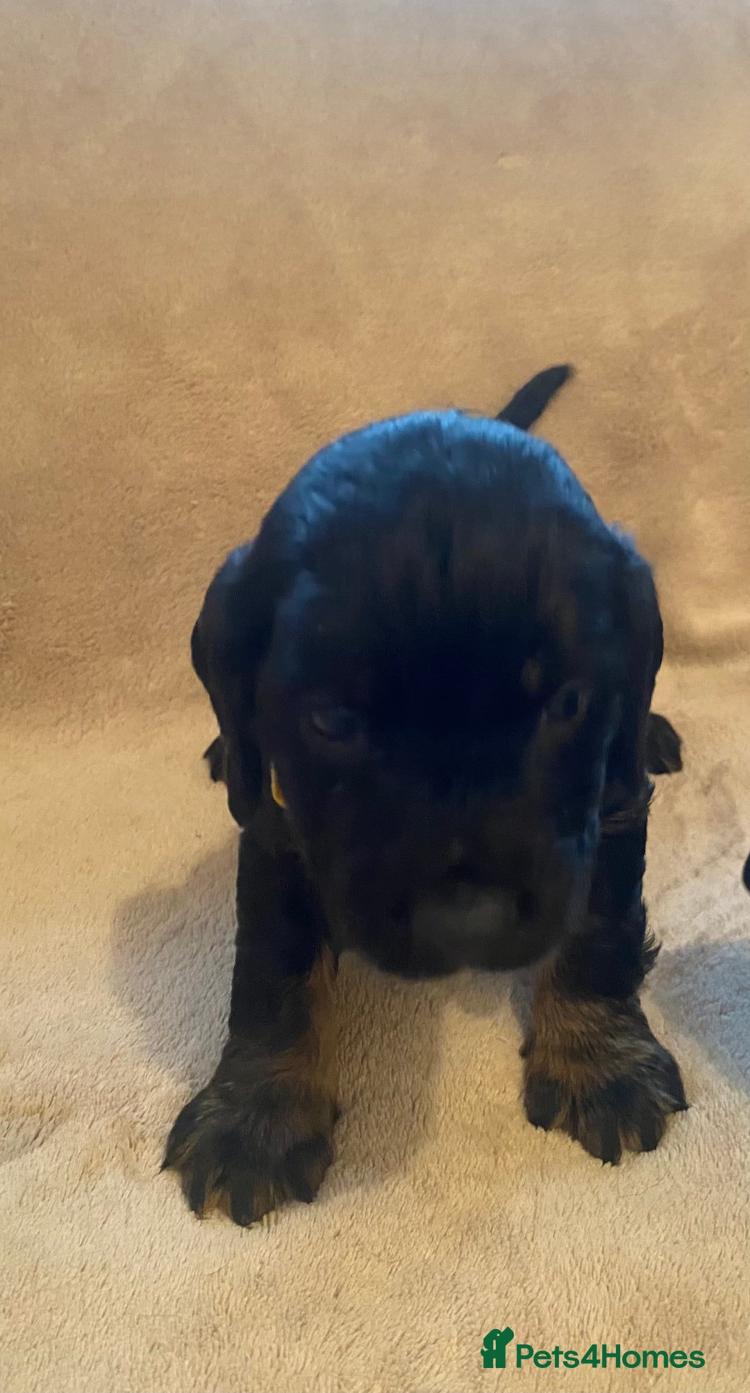 Cocker Spaniel dogs for sale: Cocker Spaniel Pups - Image 12
