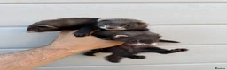 Ferret rodents for sale: Ferret kits  in Barrow-in-Furness - Advert 2