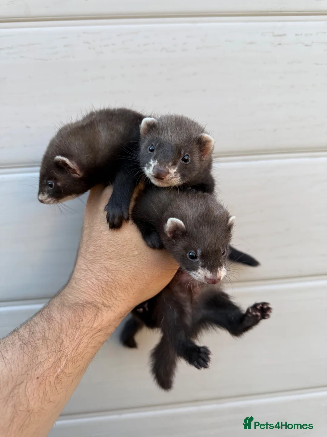 Ferret rodents for sale: Ferret kits  in Barrow-in-Furness - Advert 2