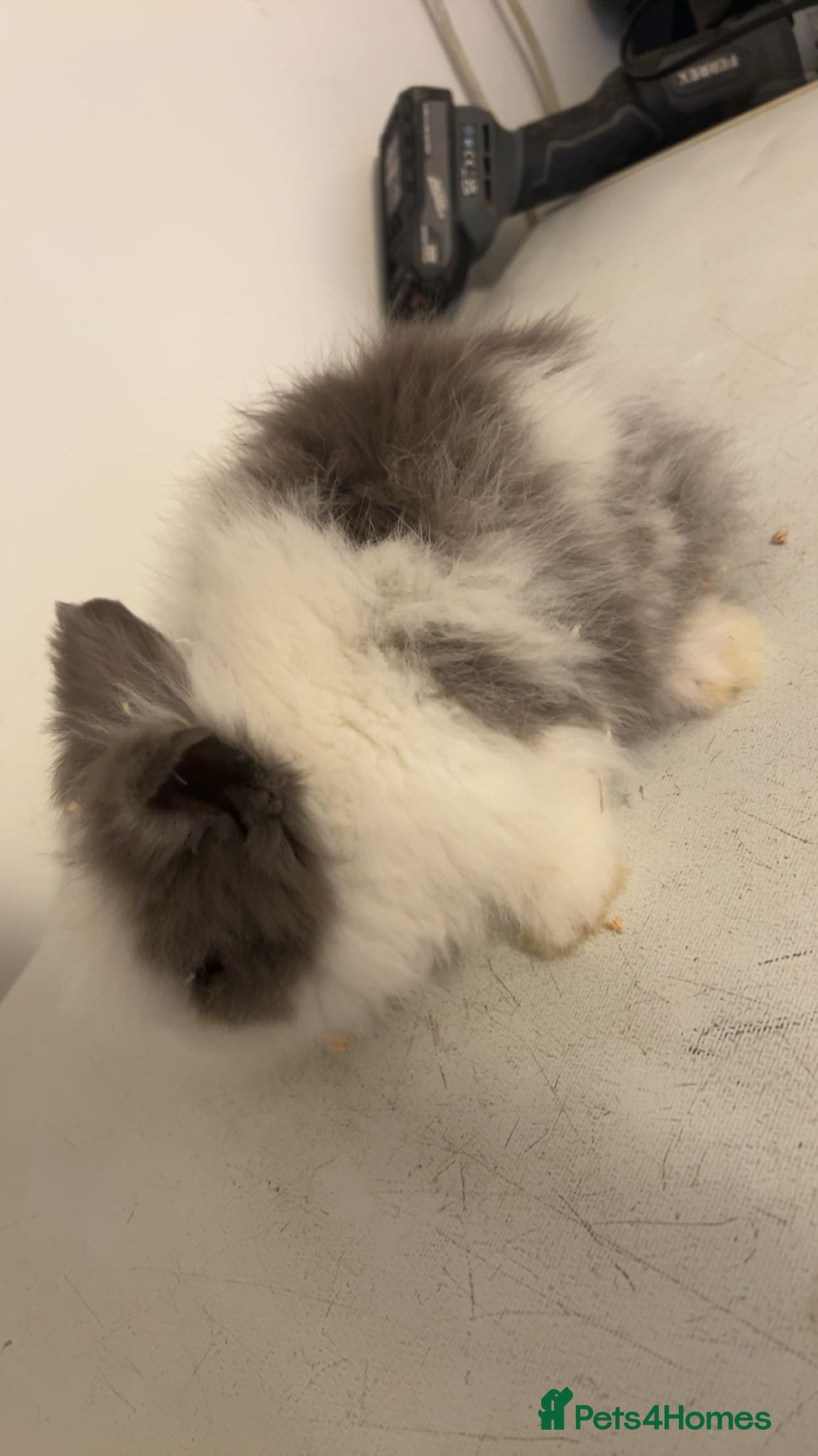 Lionhead rabbits 4 lion head rabbits 10 weeks old - Advert 2