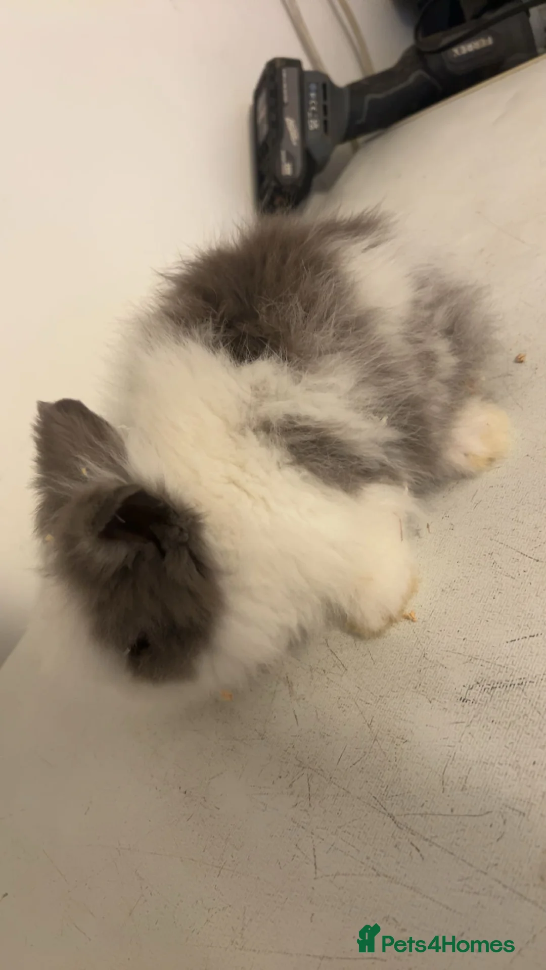 Lionhead rabbits for sale: 4 lion head rabbits 10 weeks old - Advert 1