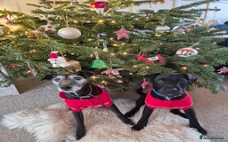 Mixed Breed dogs for sale: Patterdale X Border Terrier Male - Image 4