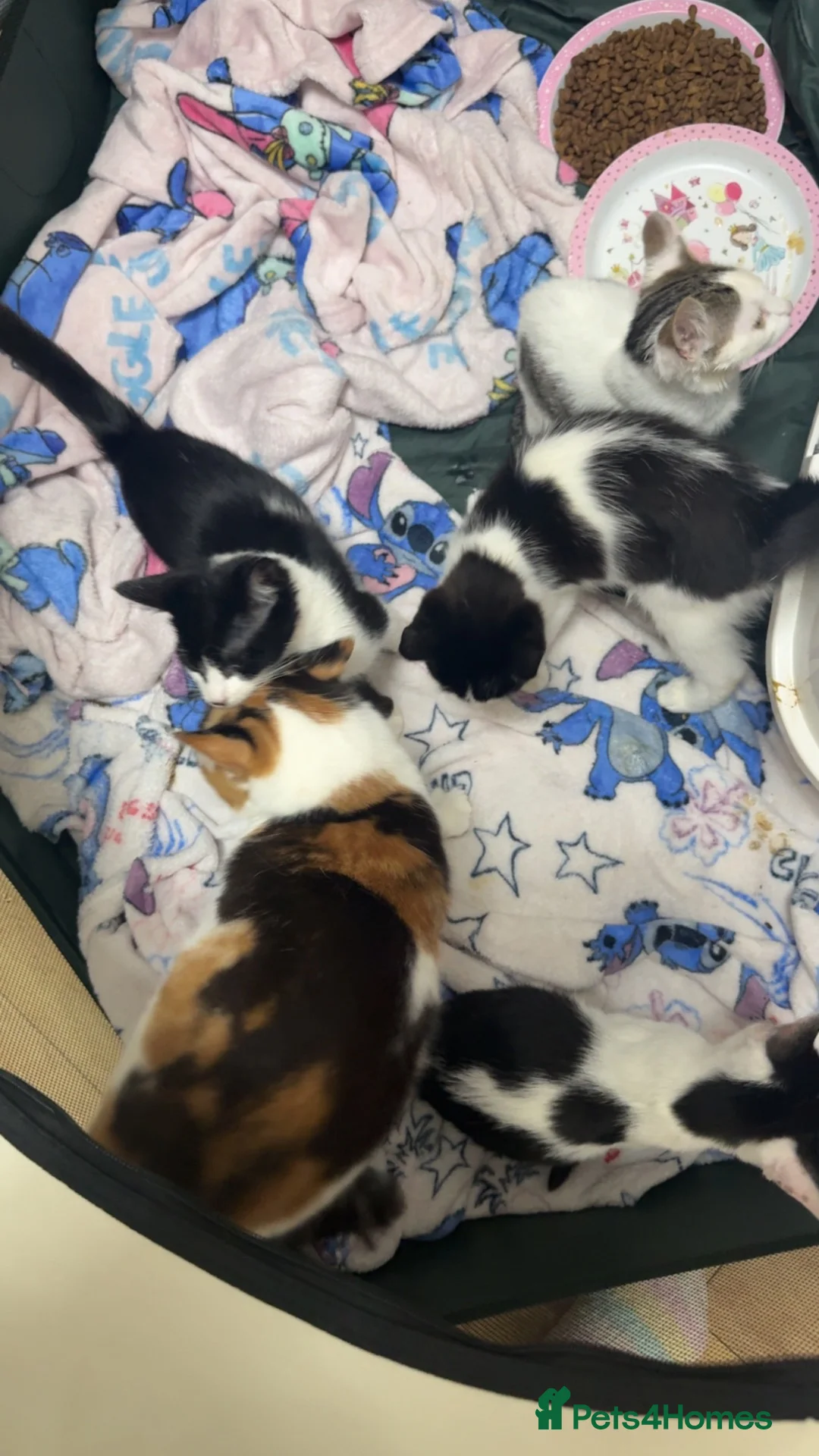 Mixed Breed cats for sale: Beautiful Kittens Looking for Loving Homes 🐱💕 - Advert 20