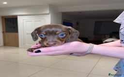 Miniature Dachshund dogs for sale: Dolly mixture dapple/piebald  - Image 18
