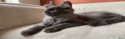 Maine Coon cats for sale: TICA Registered Maine Coon Kitten Female  - Advert 3