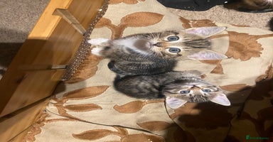 Mixed Breed cats Tabby kittens - Advert 1