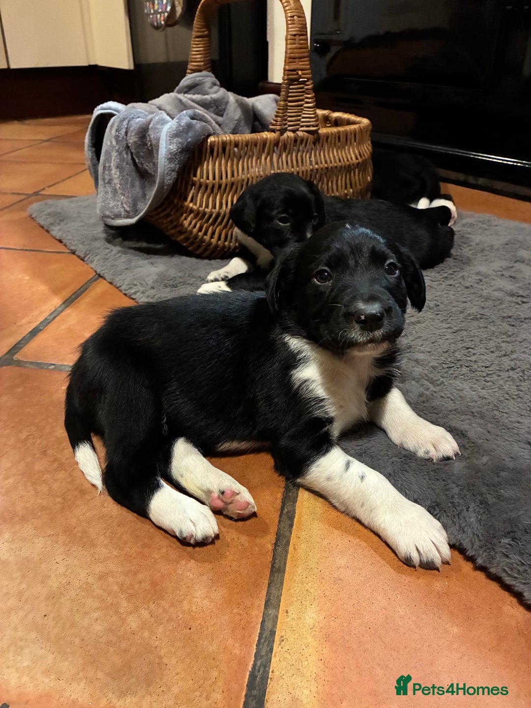 Sprollie dogs for sale: Sprollies looking for homes  - Advert 5