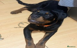 Rottweiler dogs for sale: 1 boy 5 months Rottweiler pup - Image 3