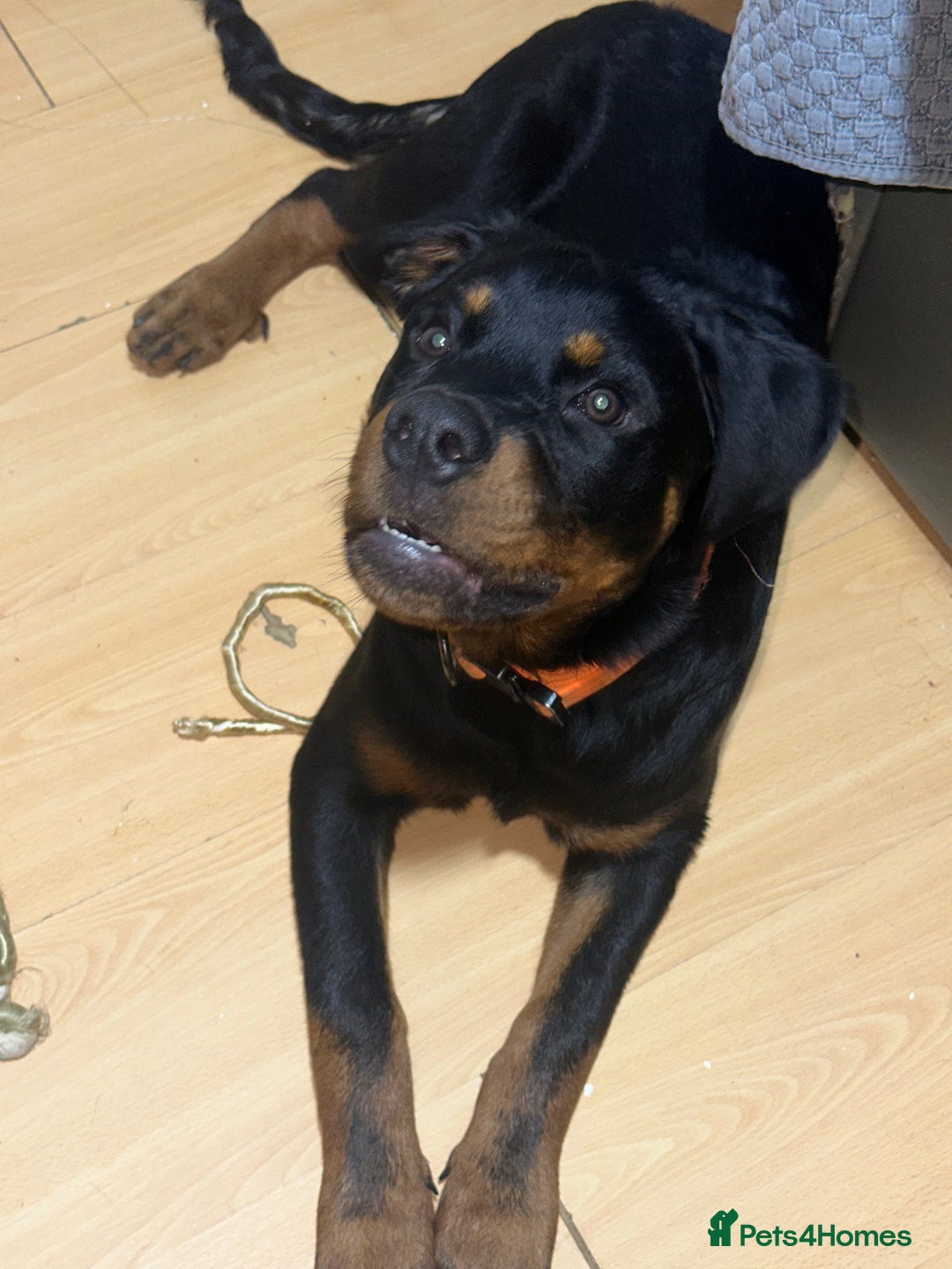 Rottweiler dogs for sale: 1 boy 5 months Rottweiler pup - Image 3