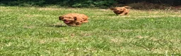 Cavapoo dogs for sale: Extensively health tested Toy F1 Cavapoo puppies - Advert 17