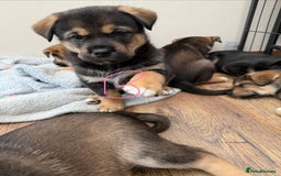 Mixed Breed dogs for sale: HuskyGerman/Rotweiler mixed breed puppies for sale - Advert 20