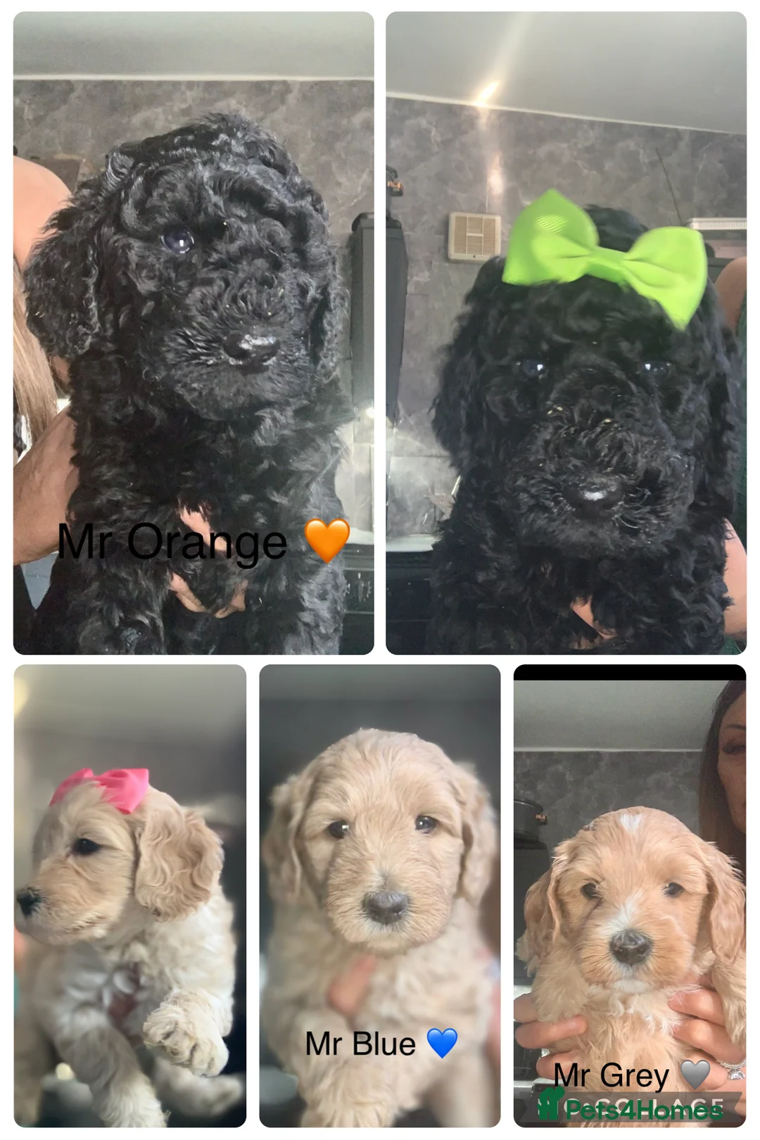 Double Doodle dogs for sale: Labradoodle  - Advert 1
