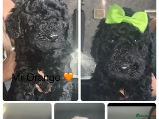 Double Doodle dogs Labradoodle - Advert 4