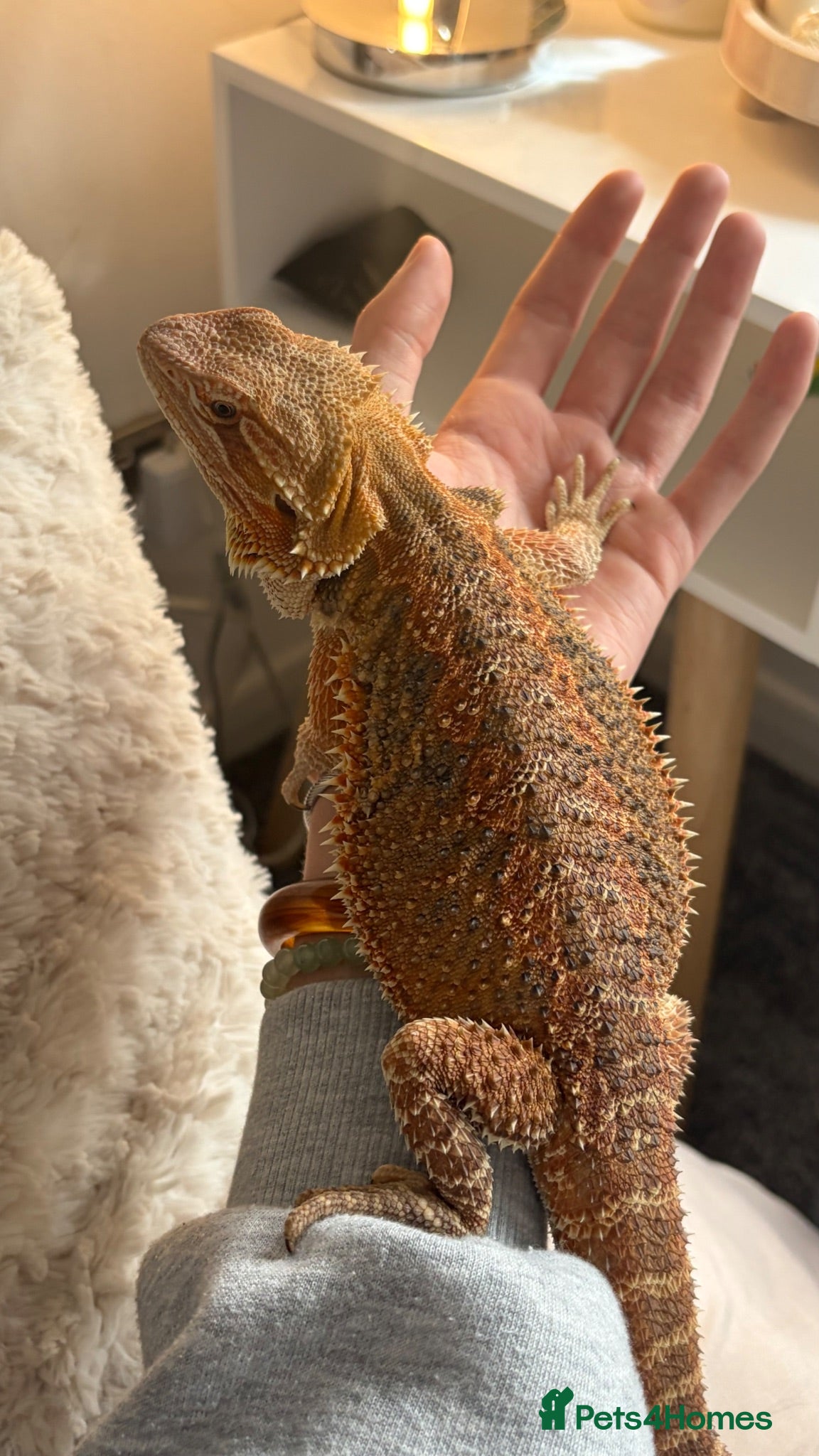 Bearded Dragon reptiles Bearded dragon for sale (ASAP) + vivarium/without - Advert 1