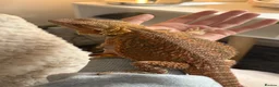 Bearded Dragon reptiles for sale: Bearded dragon for sale (ASAP) + vivarium/without - Advert 1