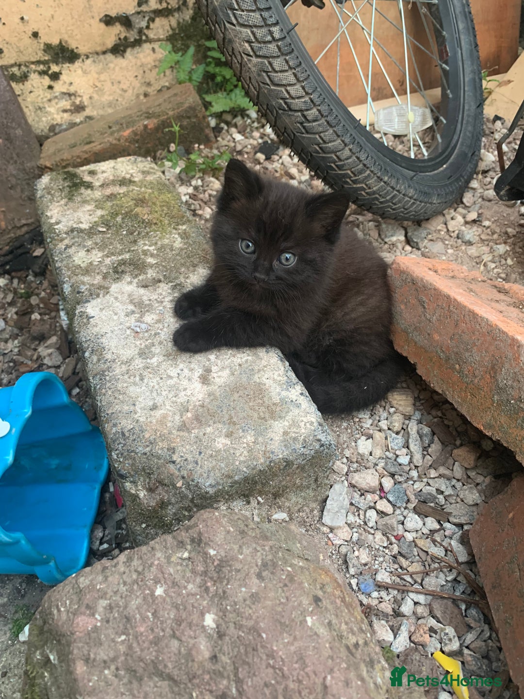 Mixed Breed cats for sale: 3 Fluffy kittens for sale 🥰 - Image 4