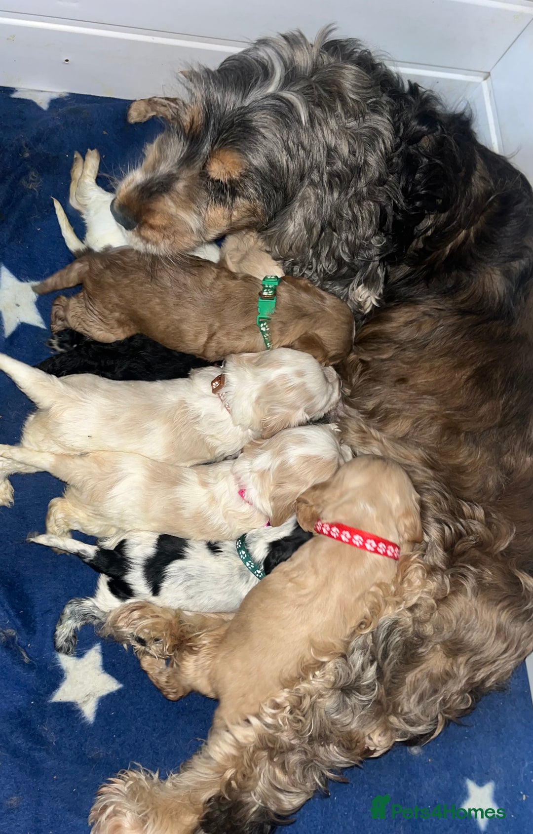 Cocker Spaniel dogs for sale: Kc reg show cockers READY TO LEAVE NOW 1 BOY LEFT - Image 6