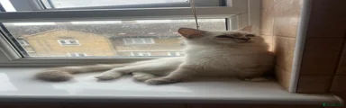 Ragdoll 3