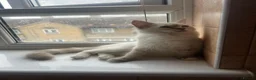 Ragdoll cats for sale: GCCF Registered Kittens - Advert 2