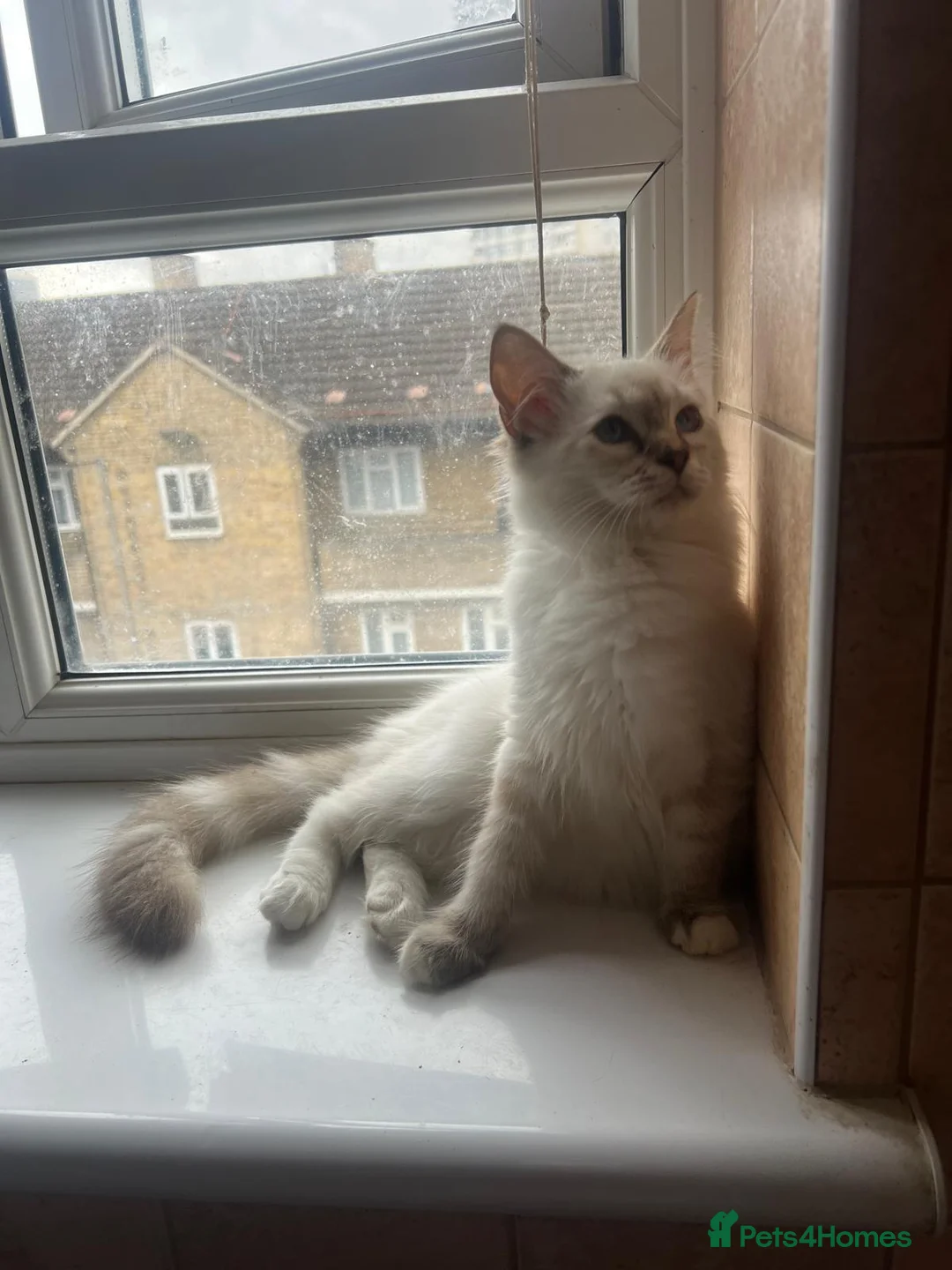 Ragdoll cats for sale: GCCF Registered Kittens - Advert 2