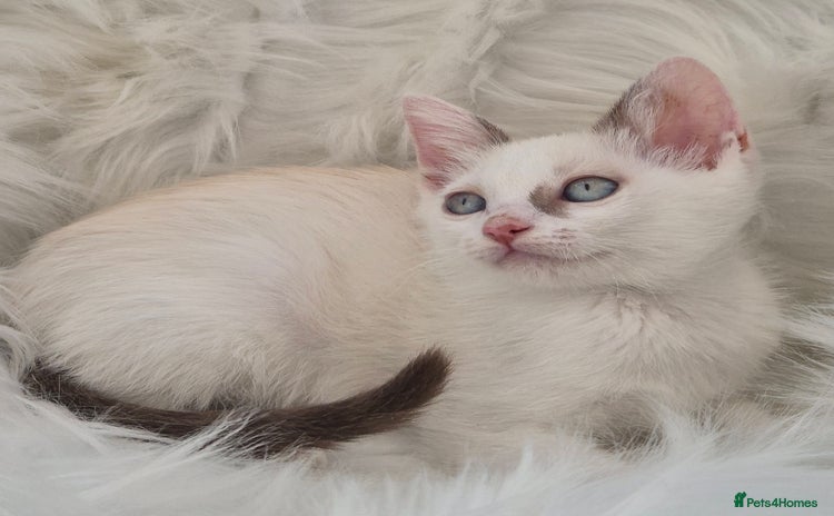Mixed Breed cats - Advert 15