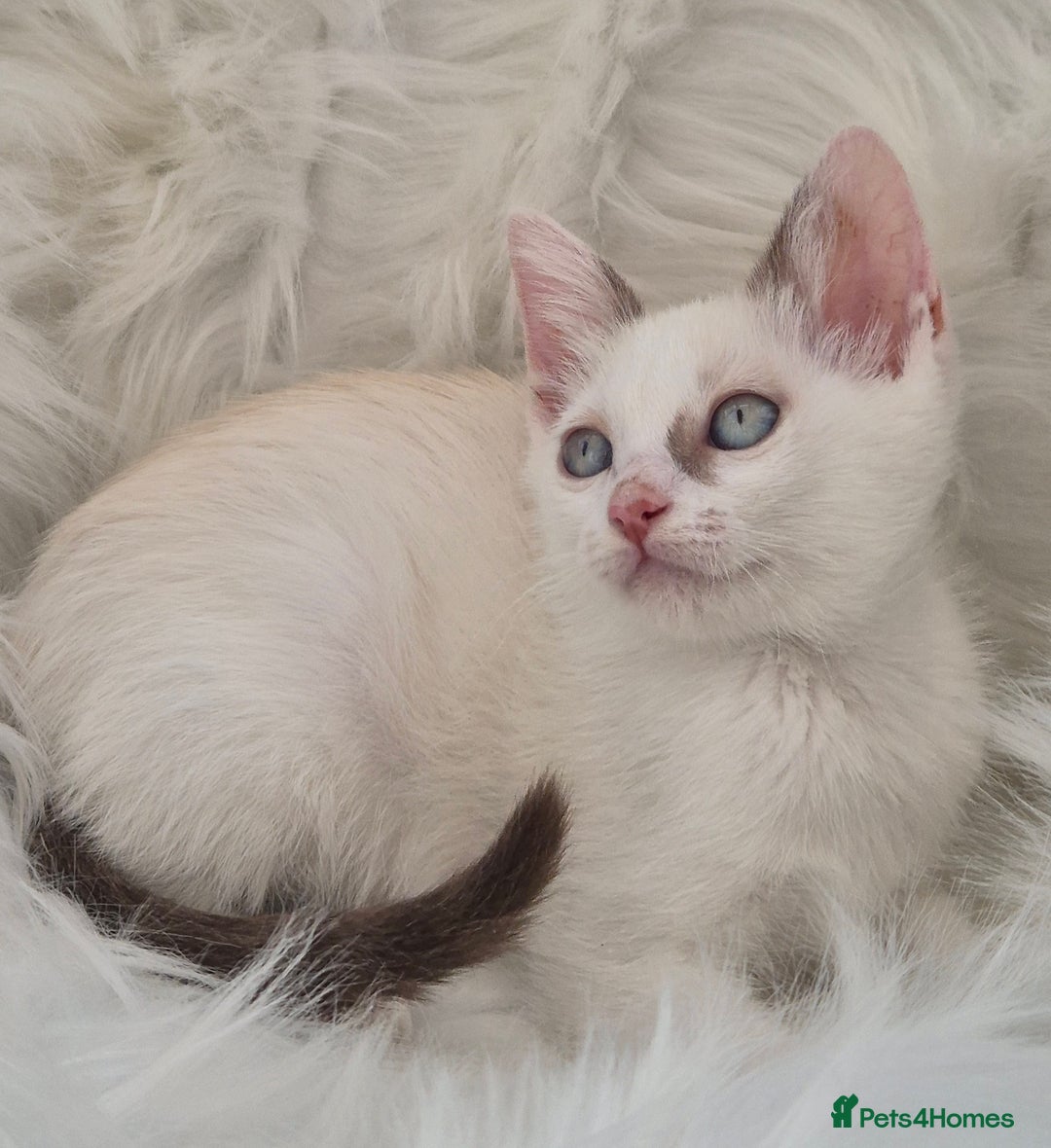 Mixed Breed cats for sale: Adorable Pedigree kitten - GCCF - REDUCED PRICE - Image 1